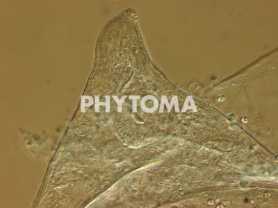 Meloidogyne hapla